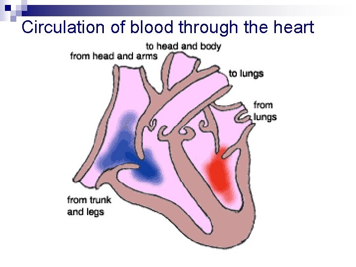 Circulation of blood through the heart 