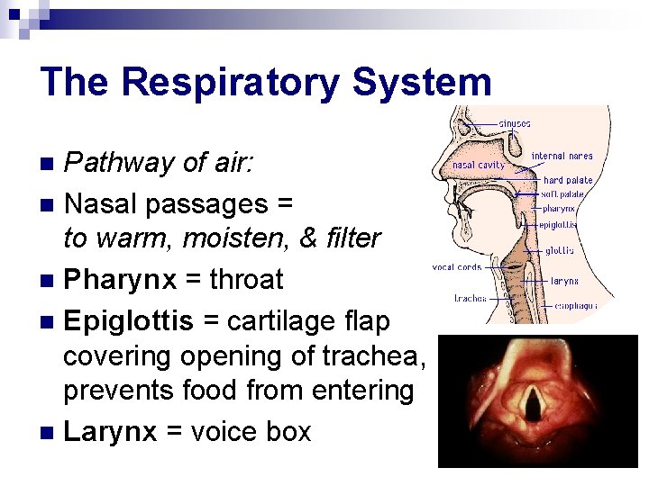 The Respiratory System Pathway of air: n Nasal passages = to warm, moisten, &