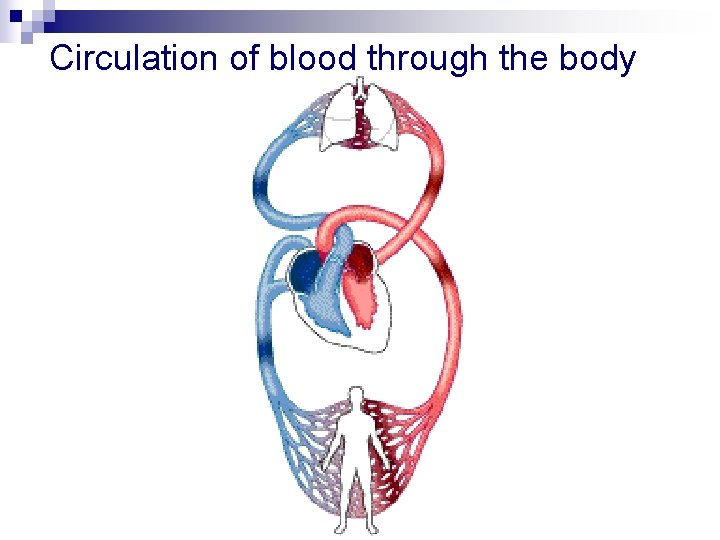 Circulation of blood through the body 