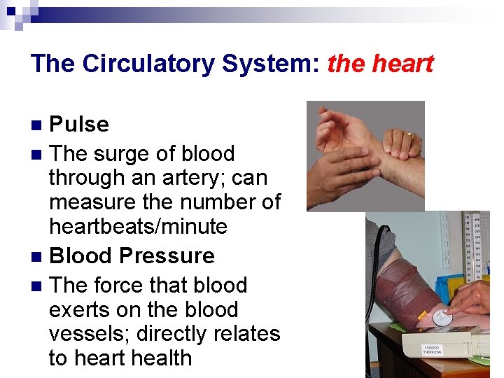 The Circulatory System: the heart Pulse n The surge of blood through an artery;