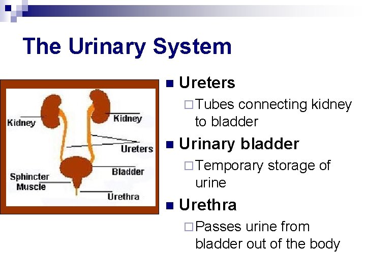 The Urinary System n Ureters ¨ Tubes connecting kidney to bladder n Urinary bladder