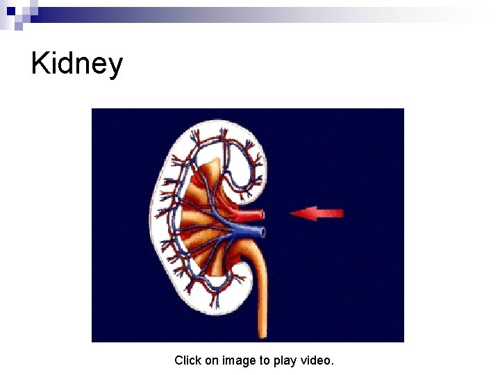 Kidney Click on image to play video. 