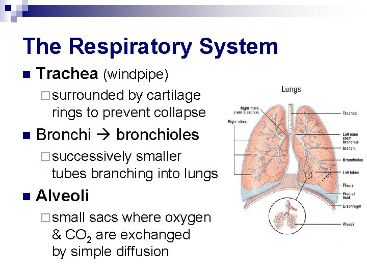 The Respiratory System n Trachea (windpipe) ¨ surrounded by cartilage rings to prevent collapse