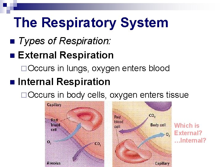 The Respiratory System Types of Respiration: n External Respiration n ¨ Occurs n in