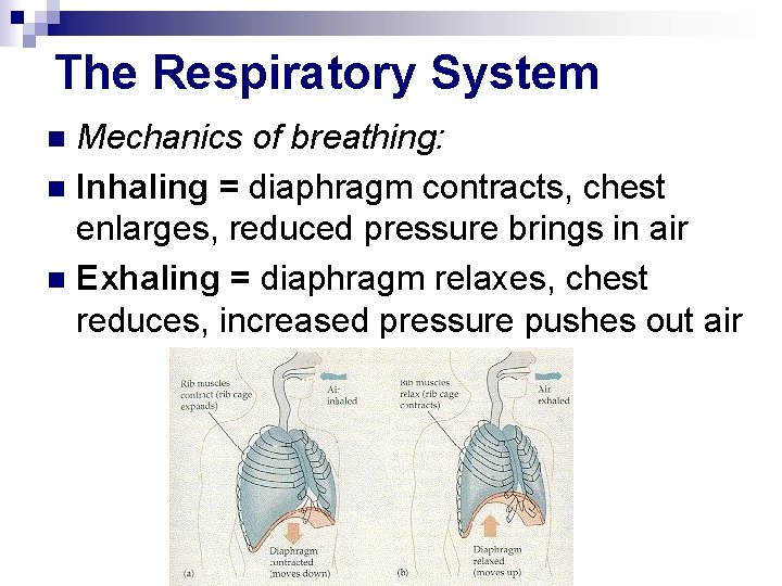 The Respiratory System Mechanics of breathing: n Inhaling = diaphragm contracts, chest enlarges, reduced