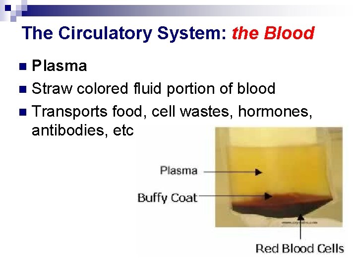 The Circulatory System: the Blood Plasma n Straw colored fluid portion of blood n