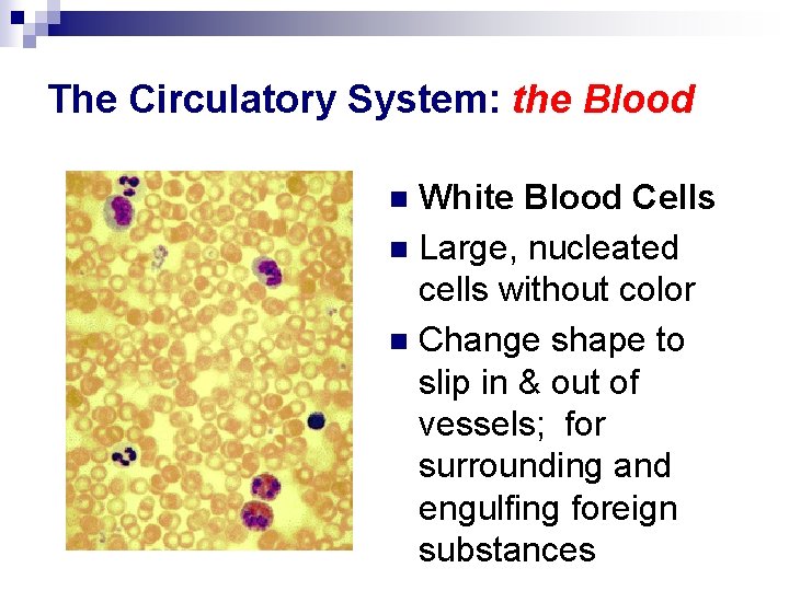 The Circulatory System: the Blood White Blood Cells n Large, nucleated cells without color