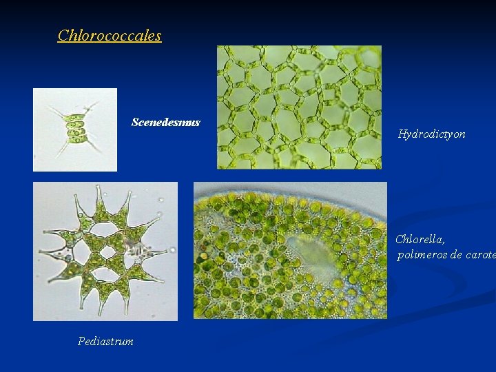 Chlorococcales Scenedesmus Hydrodictyon Chlorella, polimeros de carote Pediastrum 