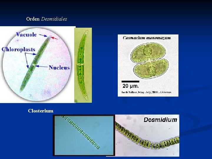 Orden Desmidiales Closterium 