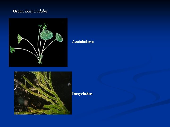 Orden Dasycladales Acetabularia Dasycladus 