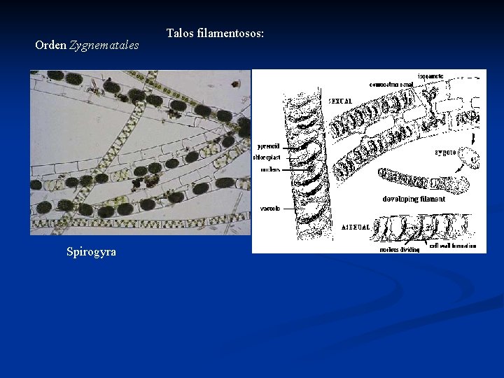 Orden Zygnematales Spirogyra Talos filamentosos: 