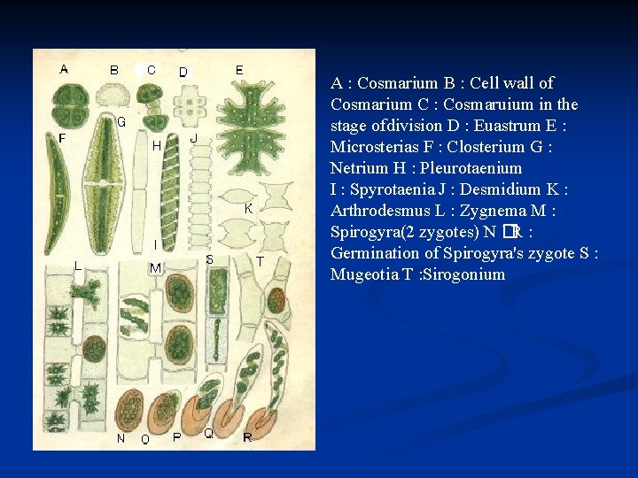 A : Cosmarium B : Cell wall of Cosmarium C : Cosmaruium in the