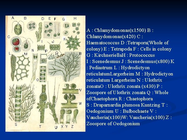 A : Chlamydomonas(x 1500) B : Chlamydomonas(x 420) C : Haematococcus D : Tetrapora(Whole