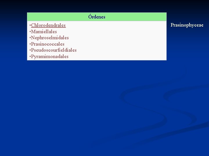 Órdenes • Chlorodendrales • Mamiellales • Nephroselmidales • Prasinococcales • Pseudoscourfieldiales • Pyramimonadales Prasinophyceae