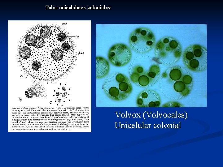 Talos unicelulares coloniales: Volvox (Volvocales) Unicelular colonial 