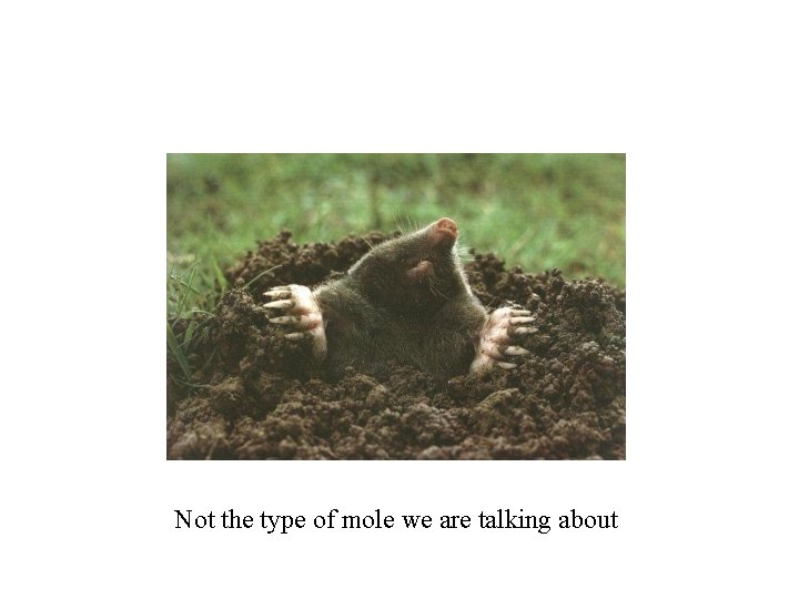 Not the type of mole we are talking about Not the type of mole we are talking about