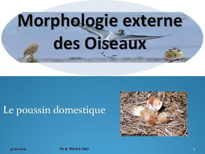 Morphologie externe des Oiseaux Le poussin domestique 31/10/2020 Dr K. Patrick YAO 1 