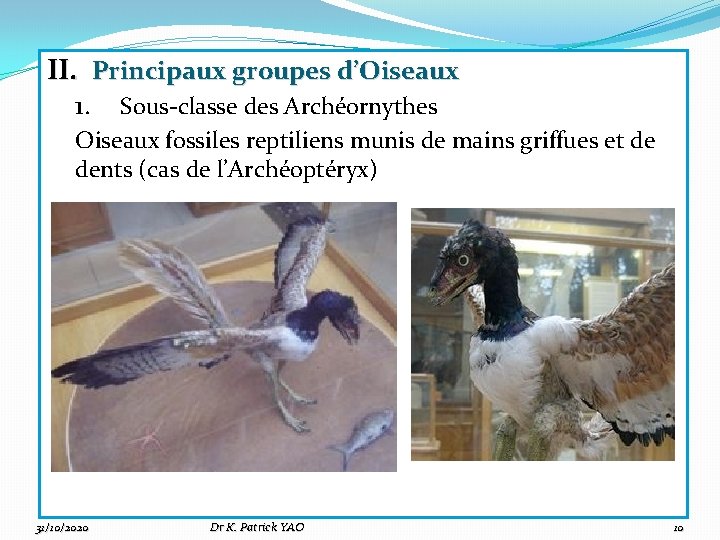 II. Principaux groupes d’Oiseaux 1. Sous-classe des Archéornythes Oiseaux fossiles reptiliens munis de mains
