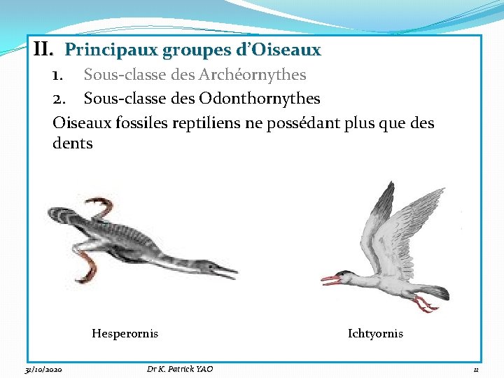 II. Principaux groupes d’Oiseaux 1. Sous-classe des Archéornythes 2. Sous-classe des Odonthornythes Oiseaux fossiles