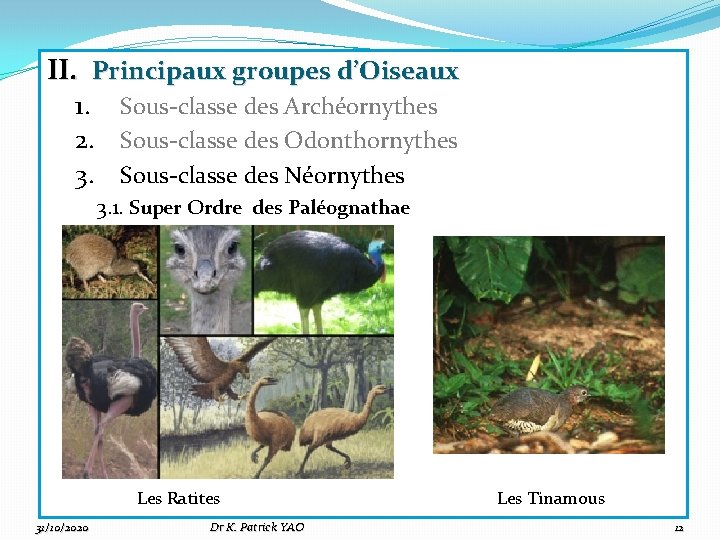 II. Principaux groupes d’Oiseaux 1. Sous-classe des Archéornythes 2. Sous-classe des Odonthornythes 3. Sous-classe