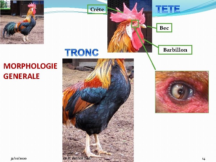 Crête Bec Barbillon MORPHOLOGIE GENERALE 31/10/2020 Dr K. Patrick YAO 14 