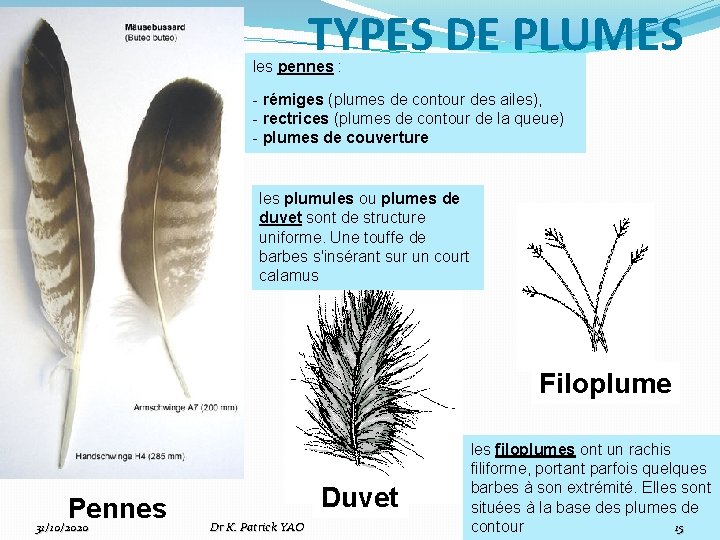 TYPES DE PLUMES les pennes : - rémiges (plumes de contour des ailes), -