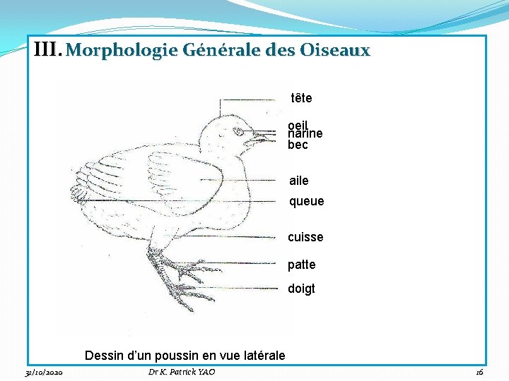 III. Morphologie Générale des Oiseaux tête oeil narine bec aile queue cuisse patte doigt