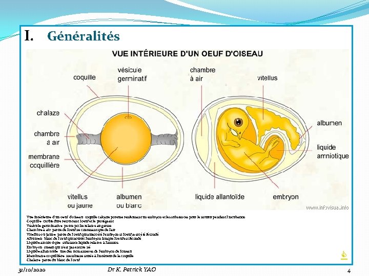 I. Généralités Vue intérieure d'un oeuf d'oiseau: coquille calcaire poreuse renfermant un embryon et