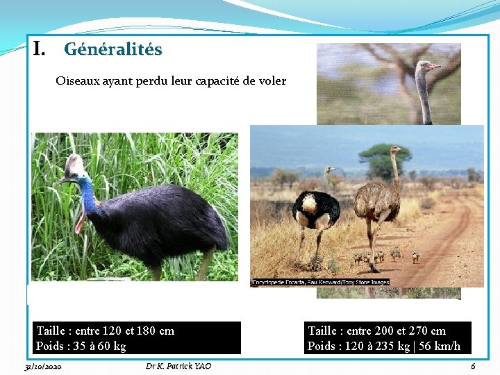 I. Généralités Oiseaux ayant perdu leur capacité de voler Casoars Autruche Taille : entre