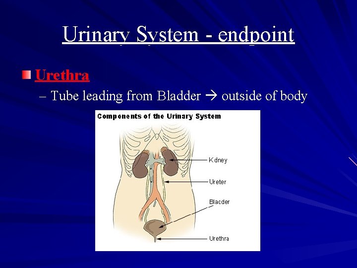 Urinary System - endpoint Urethra – Tube leading from Bladder outside of body 