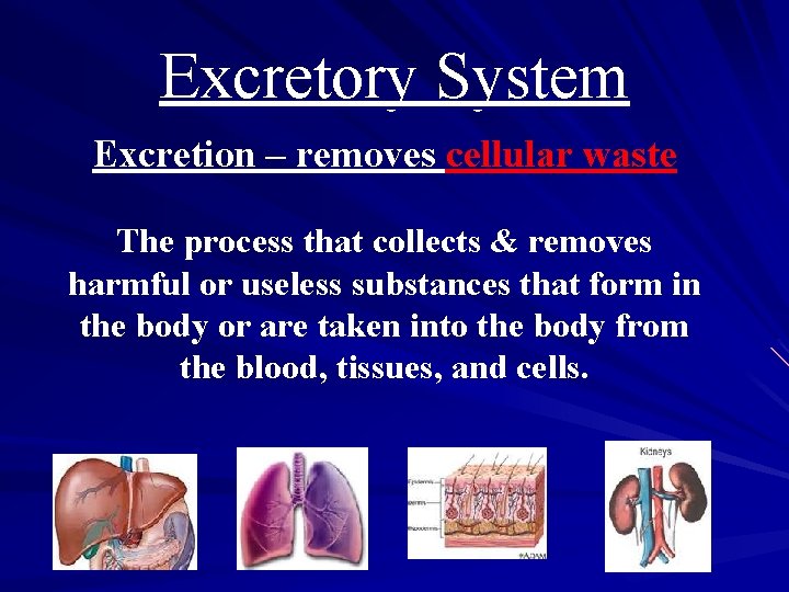 Excretory System Excretion – removes cellular waste The process that collects & removes harmful