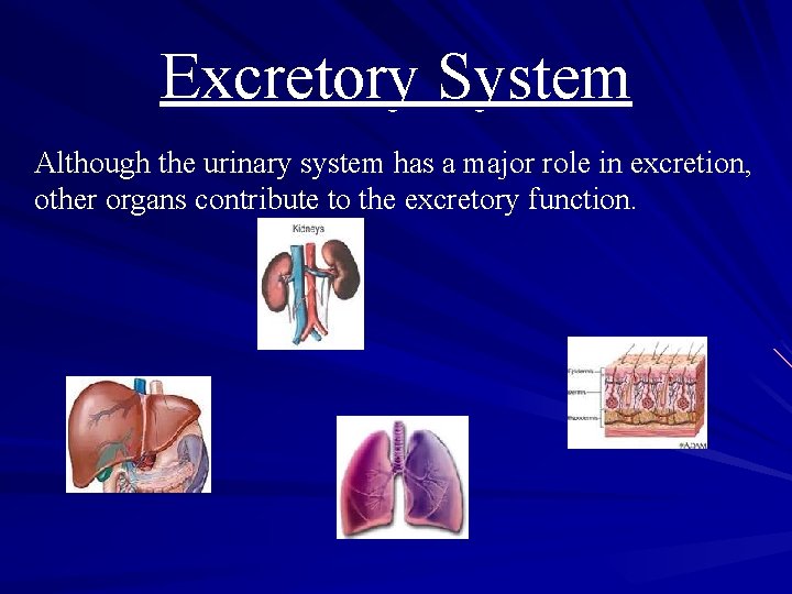 Excretory System Although the urinary system has a major role in excretion, other organs