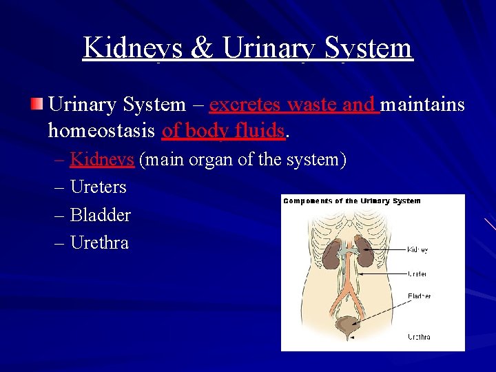 Kidneys & Urinary System – excretes waste and maintains homeostasis of body fluids. –