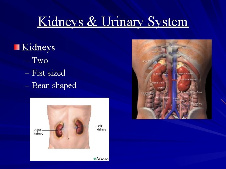 Kidneys & Urinary System Kidneys – Two – Fist sized – Bean shaped 