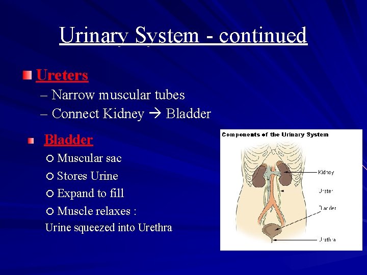 Urinary System - continued Ureters – Narrow muscular tubes – Connect Kidney Bladder Muscular