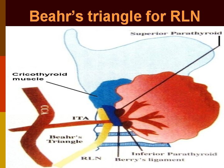 Beahr’s triangle for RLN 