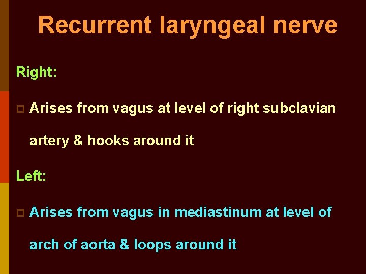 Recurrent laryngeal nerve Right: p Arises from vagus at level of right subclavian artery