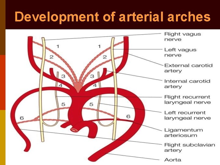 Development of arterial arches 