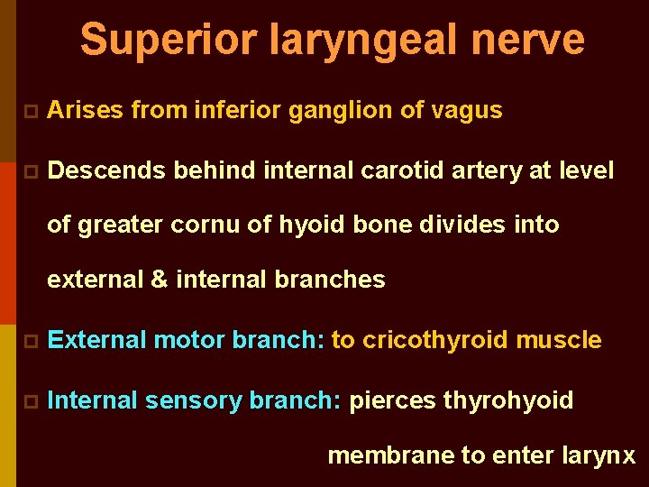 Superior laryngeal nerve p Arises from inferior ganglion of vagus p Descends behind internal