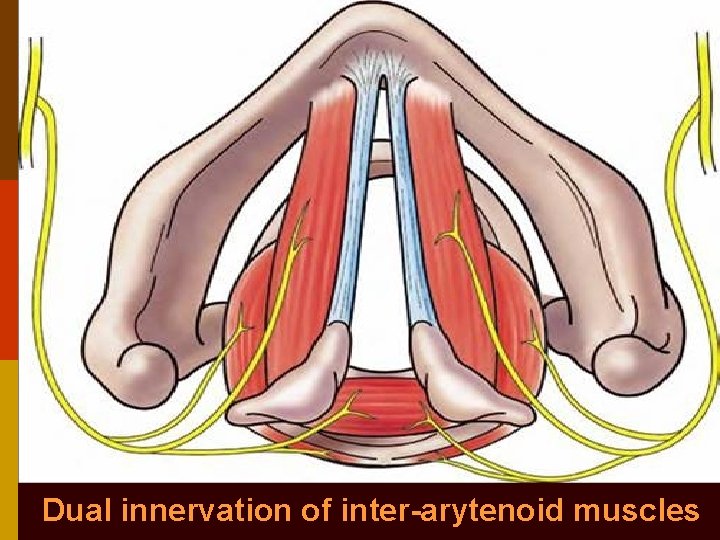 Dual innervation of inter-arytenoid muscles 