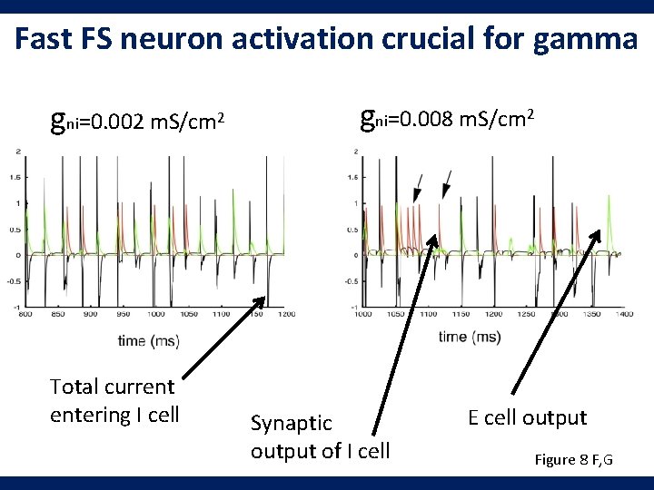 Fast FS neuron activation crucial for gamma gni=0. 002 m. S/cm 2 Total current