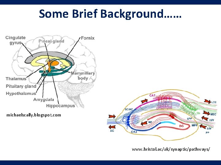 Some Brief Background…… michaelscally. blogspot. com www. bristol. ac/uk/synaptic/pathways/ 