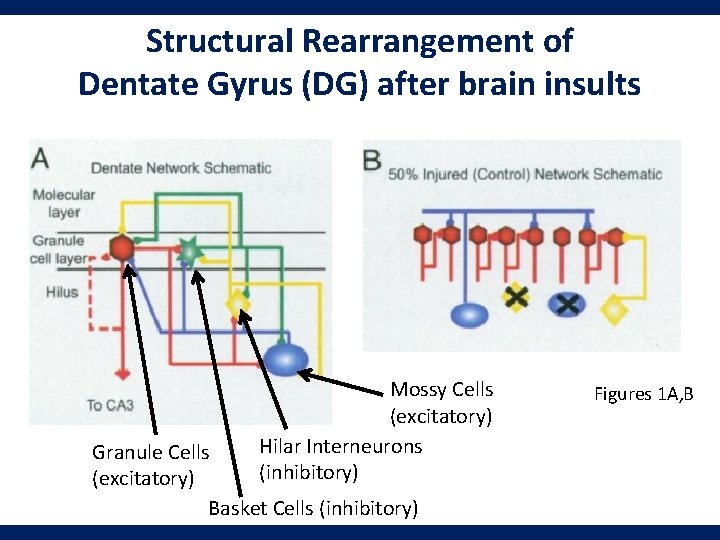 Structural Rearrangement of Dentate Gyrus (DG) after brain insults Mossy Cells (excitatory) Hilar Interneurons