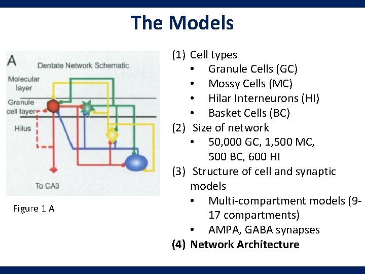 The Models Figure 1 A (1) Cell types • Granule Cells (GC) • Mossy