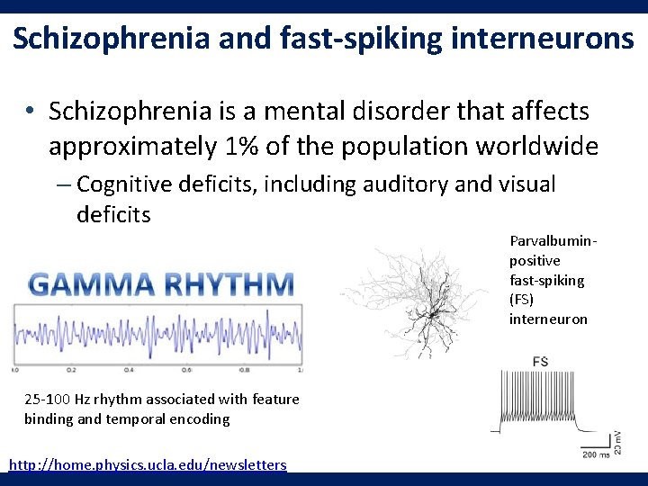 Schizophrenia and fast-spiking interneurons • Schizophrenia is a mental disorder that affects approximately 1%