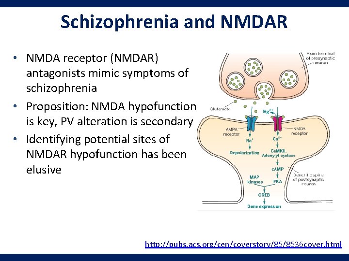 Schizophrenia and NMDAR • NMDA receptor (NMDAR) antagonists mimic symptoms of schizophrenia • Proposition: