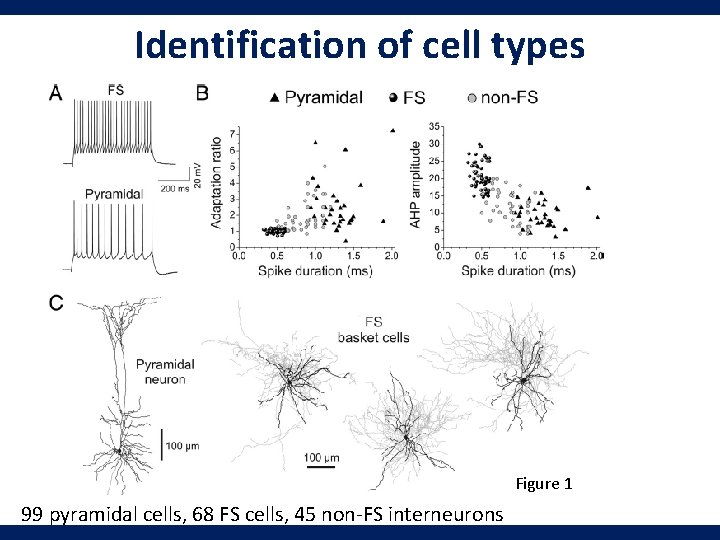 Identification of cell types Figure 1 99 pyramidal cells, 68 FS cells, 45 non-FS