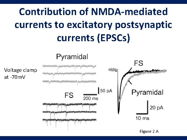 Contribution of NMDA-mediated currents to excitatory postsynaptic currents (EPSCs) Voltage clamp at -70 m.
