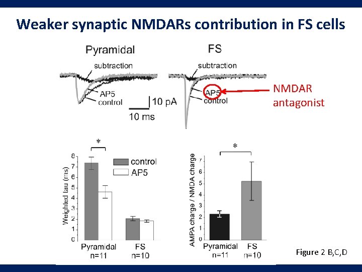 Weaker synaptic NMDARs contribution in FS cells NMDAR antagonist Figure 2 B, C, D
