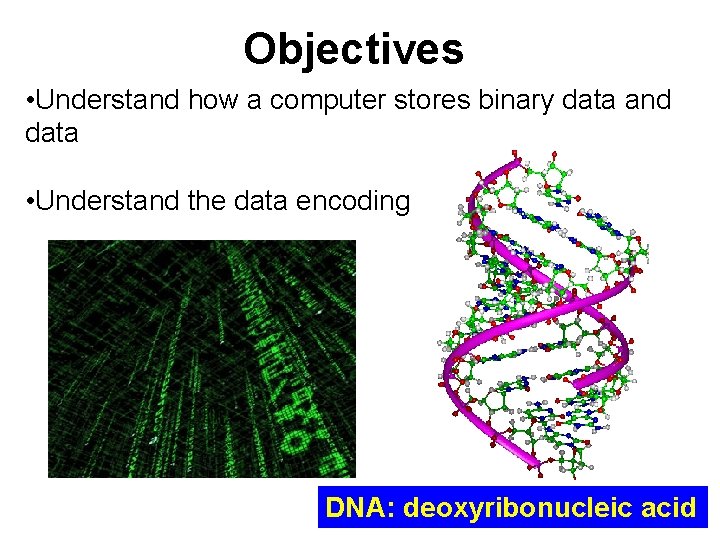 Objectives • Understand how a computer stores binary data and data • Understand the